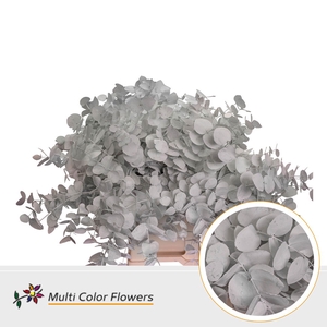 Eucalyptus cinerea Wit