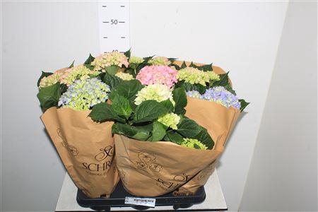 <h4>Hydr M Gem 5+</h4>