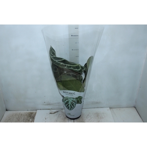 ANTHURIUM CRYSTALLINUM P17