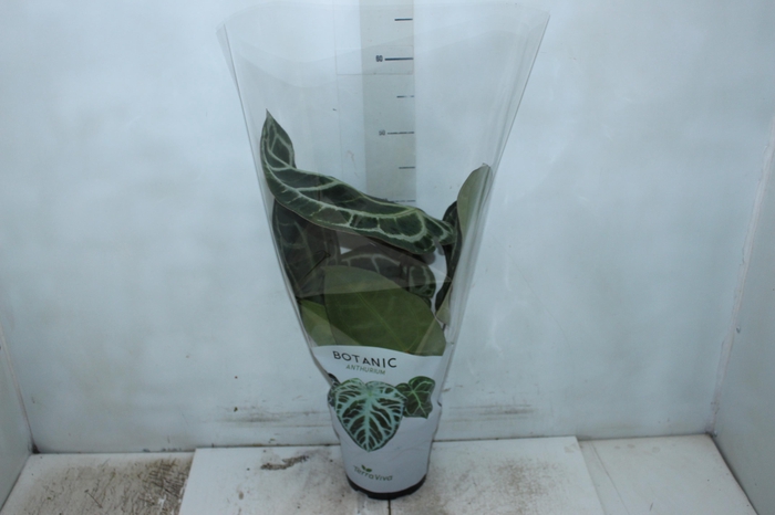 <h4>ANTHURIUM CRYSTALLINUM P17</h4>