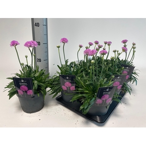 ARME PS DR SWEE DREA