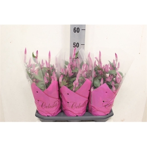 Celosia Wild Pink