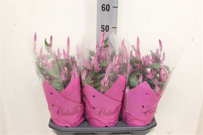 <h4>Celosia Wild Pink</h4>