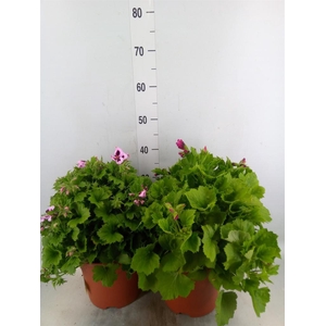 Pelargonium gran.   ..