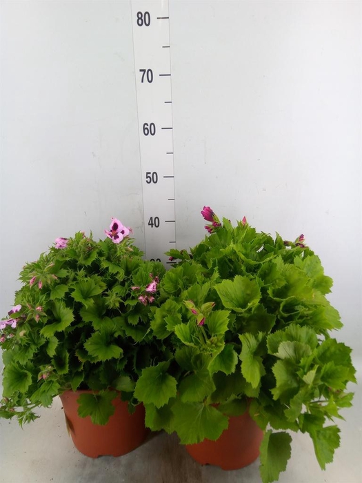 <h4>Pelargonium gran.   ..</h4>