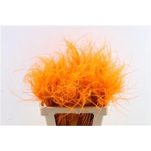 Dried Stypha Penata Orange(10 Toef) Bunch
