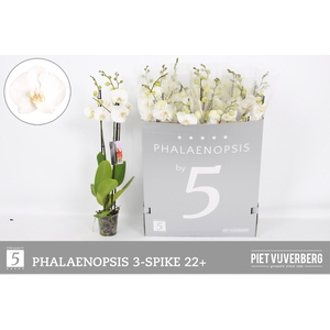 PHAL OV WIT