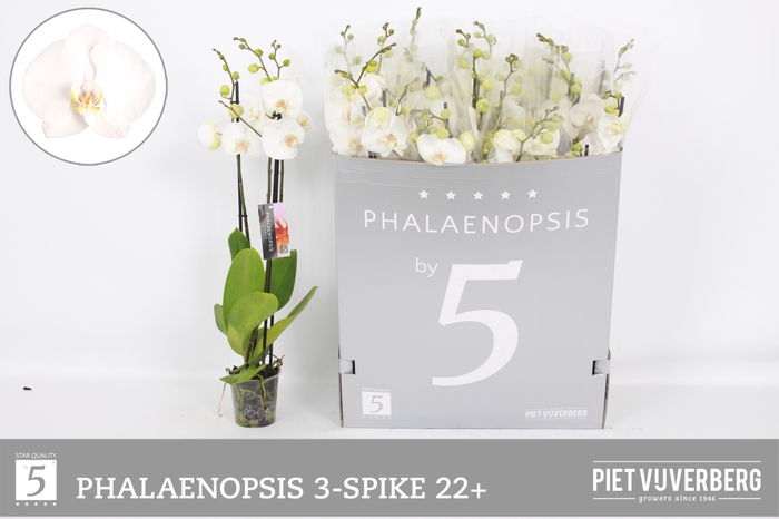 <h4>PHAL OV WIT</h4>