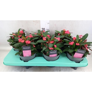 Euphorbia milii 'Maxi Olympia'