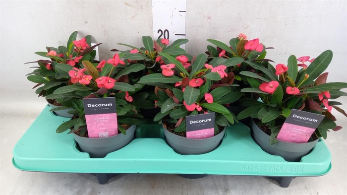 <h4>Euphorbia milii 'Maxi Olympia'</h4>