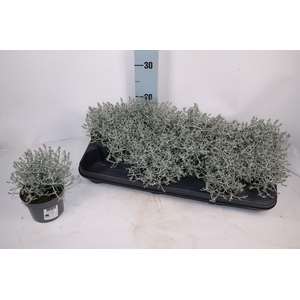 LEUCOPH BROWNII