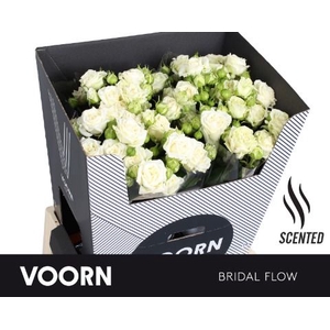 Rozen R Tr Bridal Flow