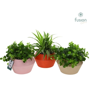 Biologisch afbreekbare pot met Groen plant