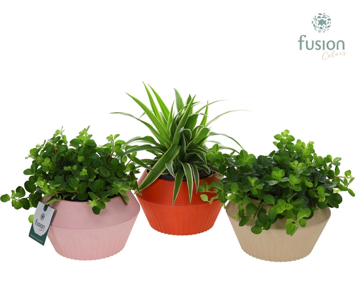 <h4>Biologisch afbreekbare pot met Groen plant</h4>