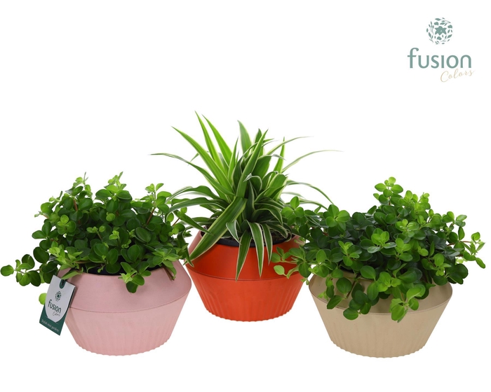 <h4>Biologisch afbreekbare pot met Groen plant</h4>