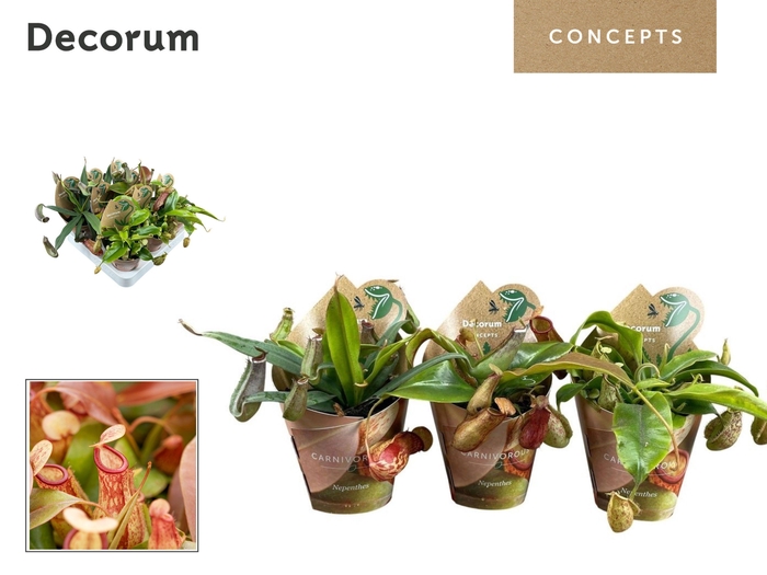 <h4>Nepenthes mix 8,5 cm in potcover (Decorum)</h4>