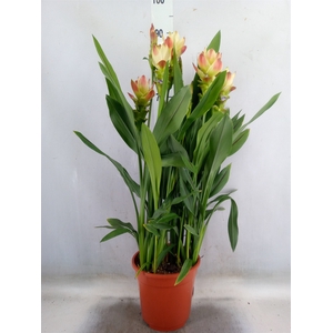 Curcuma alism. 'Siam Solar'