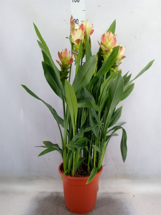 <h4>Curcuma alism. 'Siam Solar'</h4>