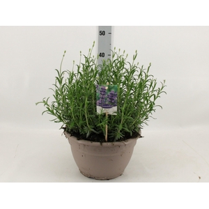 LAVAN AN DWARF BLUE