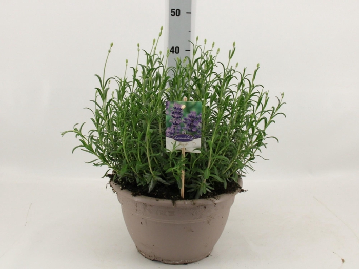 <h4>LAVAN AN DWARF BLUE</h4>