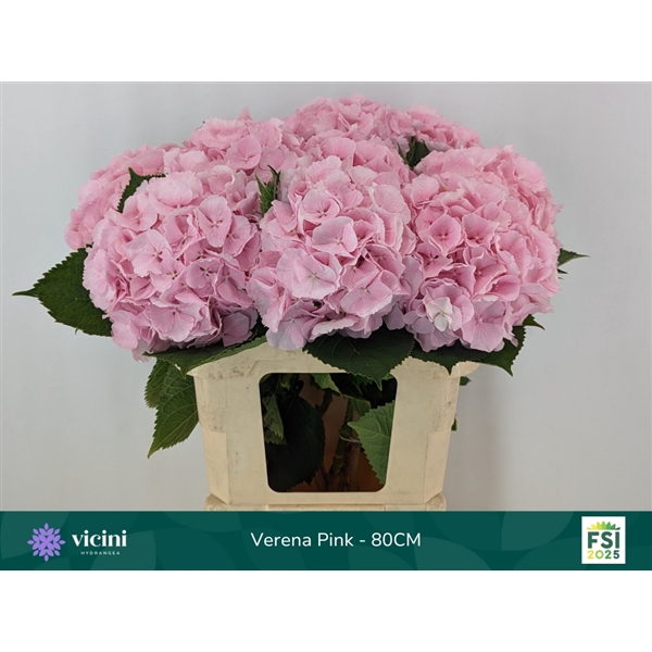 <h4>Hydr Verena Pink 80 cm Vicini</h4>