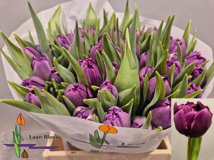 <h4>TULIPA DU 'PYTHON'</h4>