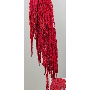 GESTABILISEERD AMARANTHUS (H) ROOD