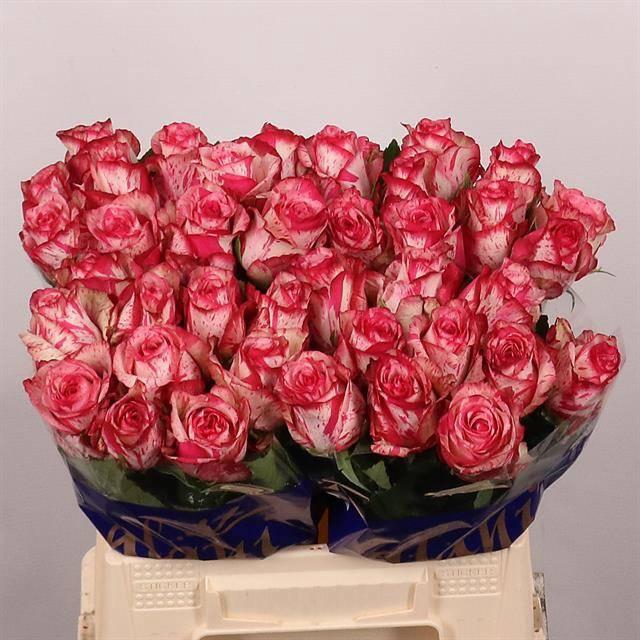 <h4>R GR BARRACUDA</h4>