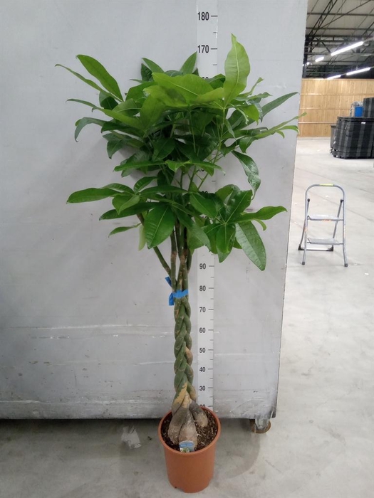 <h4>Pachira aquatica</h4>