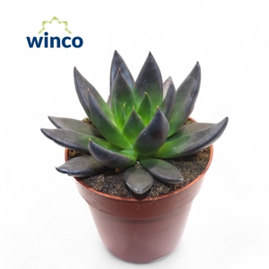 Echeveria Black Point