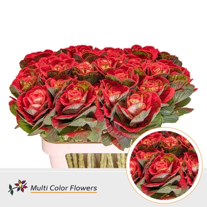 Brassica Naturel Snow Rood & Glit Rood