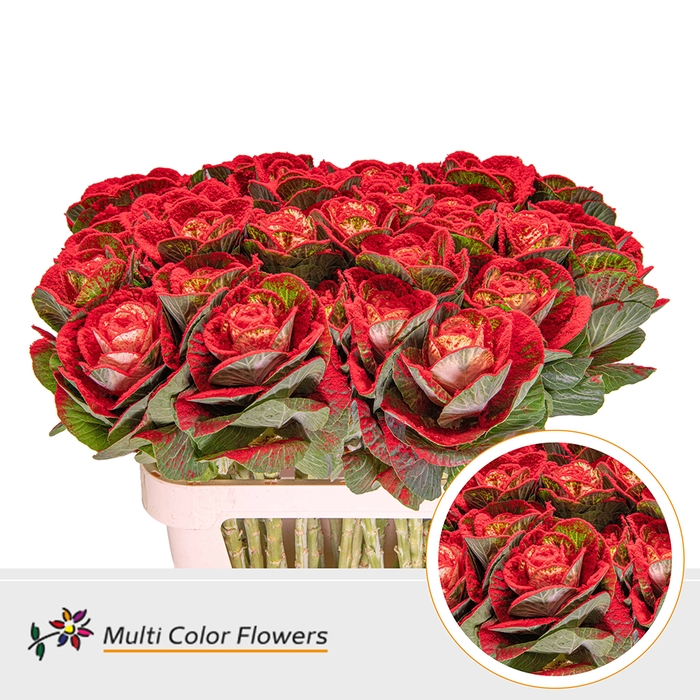 <h4>Brassica Naturel Snow Rood & Glit Rood</h4>