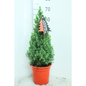 Picea glauca 'Perfecta'