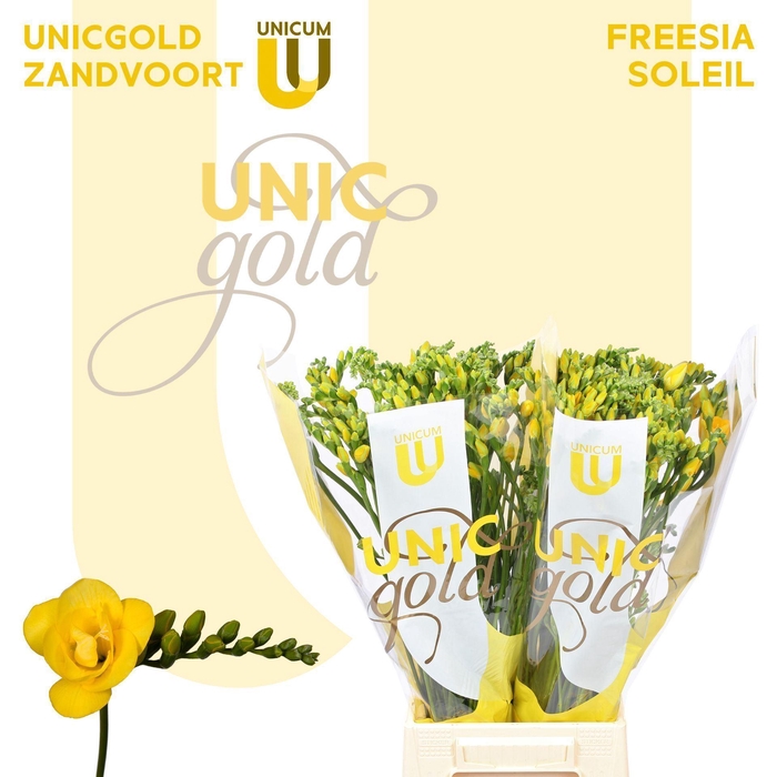 <h4>FREESIA DU 'SOLEIL' YELLOW</h4>