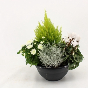 PERKPL GEM IN POT
