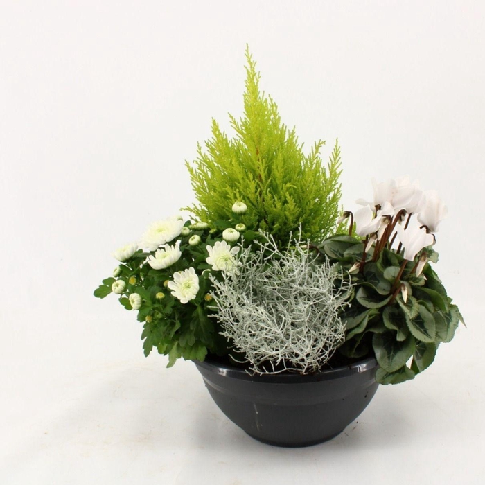<h4>PERKPL GEM IN POT</h4>