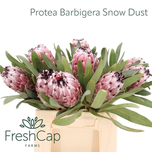 Protea Barbigera Snow Dust