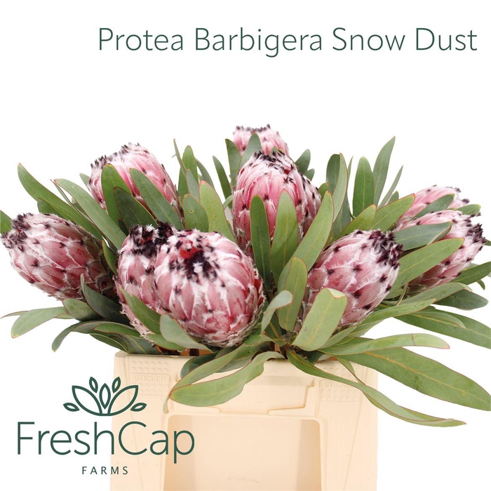 <h4>Protea Barbigera Snow Dust</h4>