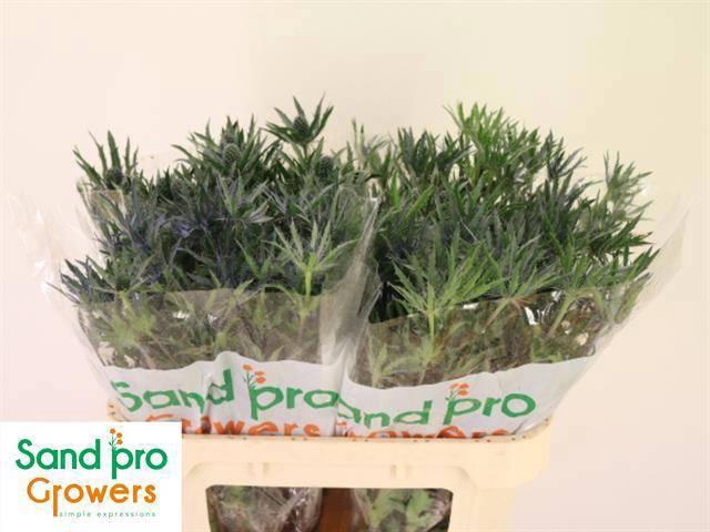 <h4>ERYN A BLUE STAR</h4>