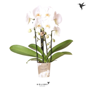 Kolibri Orchids Niagara fall 3spike white