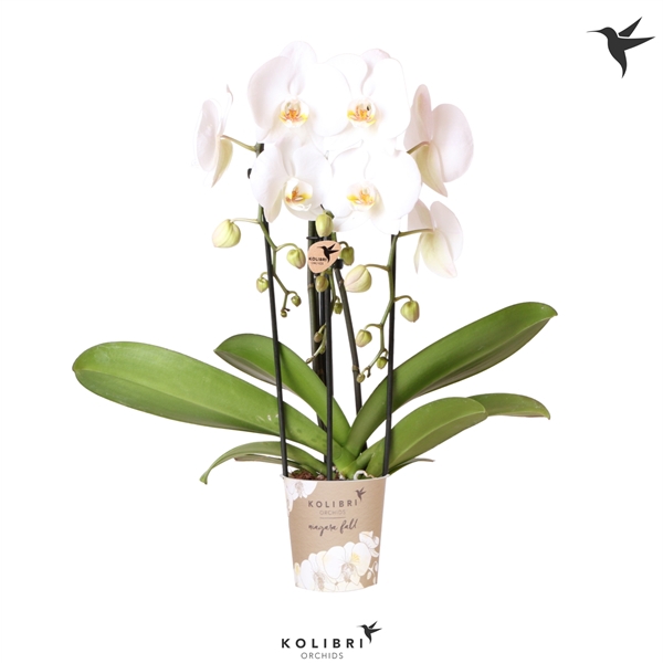 <h4>Kolibri Orchids Niagara fall 3spike white</h4>