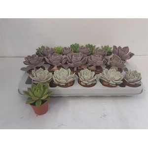 Echeveria mix 5,5Ø 10cm