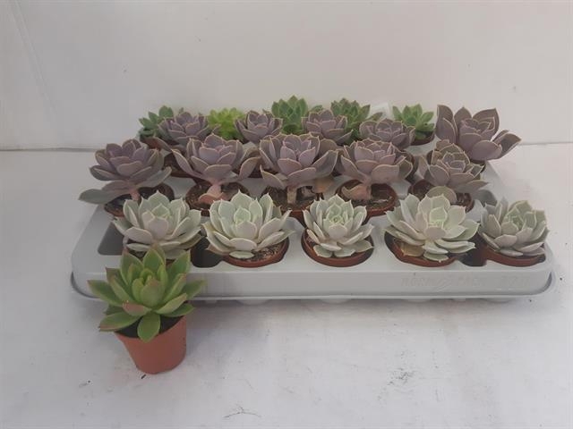 Echeveria mix 5,5Ø 10cm