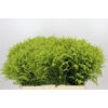 Solidago Tara Gold
