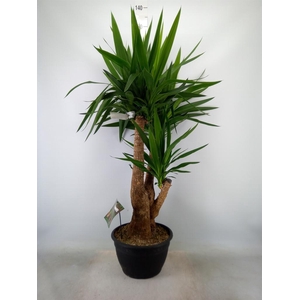 Yucca elephantipes   ...