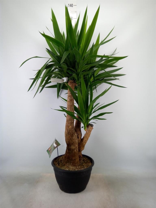 <h4>Yucca elephantipes   ...</h4>