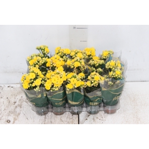 KALANCHOE DOBRADO MINI P06 AMARELO