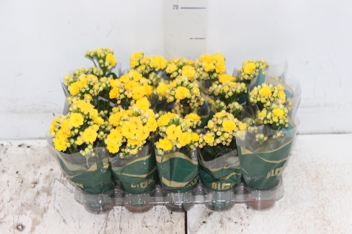 <h4>KALANCHOE DOBRADO MINI P06 AMARELO</h4>
