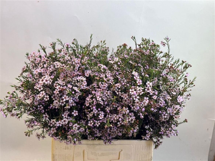 <h4>CHAME UN PINK DREAM</h4>