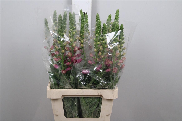 <h4>Digi Camelot Rose</h4>